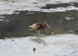 Un raro pennuto ospite nelle zone umide elbane
