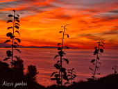 La Foto del Giorno (6 sett.)