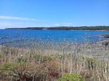 Il Presidente del Parco Arcenni e il Sindaco campese Montauti in visita a Pianosa