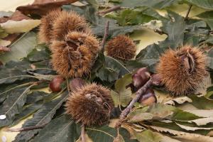 A Marciana il 21° Concorso Nazionale Castagne Marroni e Farina di Castagne: I Dolci