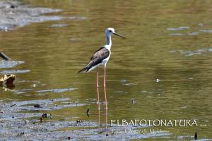 La Foto del Giorno (10 lug.)