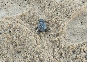 Tartarughine marine fuori tempo massimo: nascita anche a Procchio