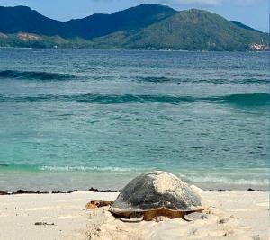 Tartarughe in paradiso: dall’Isola d’Elba alle Seychelles