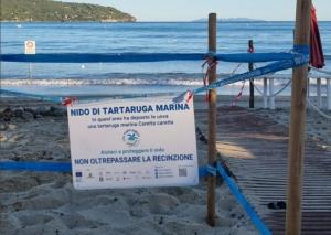 A Campo all’Aia la prima nidificazione di tartaruga marina all’Elba del 2025