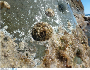 Ispra, la patella più grande del Mediterraneo è ad alto rischio estinzione