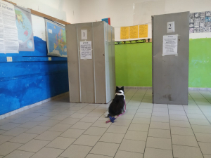 Fotonotizia: esempio di rigoroso rispetto della segretezza del voto