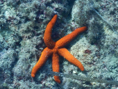 La Foto del Giorno (10 ott.)