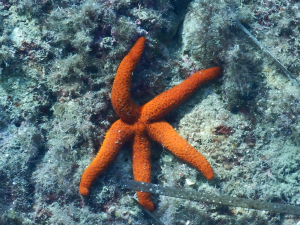 La Foto del Giorno (10 ott.)