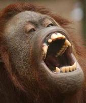 Ultime News da Sua Autocompiacenza il Duca Biscottiero di Cosimopoli