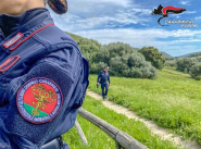 Carabinieri Forestali (sulla tutela delle nidificazioni): distruggere o danneggiare i nidi è un reato