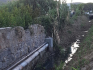 Tortore e rospetti morti. Cosa succede al "Ponte del Brogi"?