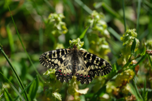 Fotonotizia: Una rondine non fa primavera, ma una Zerynthia cassandra sì