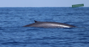 Balena di luglio a Montecristo - le immagini di Umberto Segnini