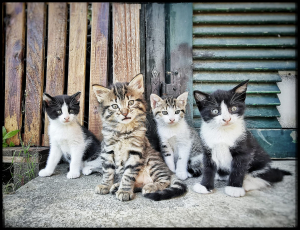 La Foto del Giorno (15 mag.)