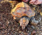 Tre tartarughe spiaggiate a Schiopparello, due ancora vive (una con una pinna amputata)