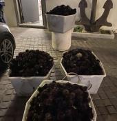 Bracconieri subacquei raccolgono 4.500 ricci di mare: "pescati" a loro volta dalla Guardia Costiera