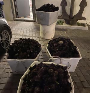 Bracconieri subacquei raccolgono 4.500 ricci di mare: &quot;pescati&quot; a loro volta dalla Guardia Costiera