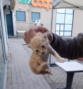 Salvato un micio chiuso in un sacchetto e gettato via