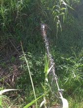 Manutenzione per i fossi di San Martino, Camici: "La pulizia è un’esigenza necessaria"