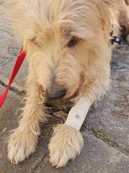 Portoferraio, cani Pitbull in libertà aggrediscono meticcio al guinzaglio