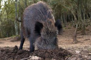 Emergenza ungulati all’Elba: “Servono interventi immediati”