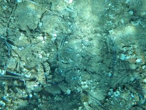 Il ritorno delle "gnacchere". Buone notizie dal mare di Marciana Marina