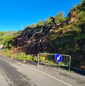 Un grosso pino crolla sulla Provinciale per Rio Marina