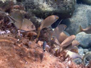 La Foto del Giorno (14 giu.)