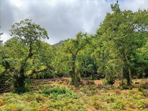 Marciana: il Parco prosegue gli interventi di recupero dei castagneti da frutto per salvare un patrimonio naturale e culturale