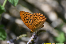 Ritrovata la farfalla "Tabacco di Spagna" che si sospettava estinta all'Elba da oltre un secolo
