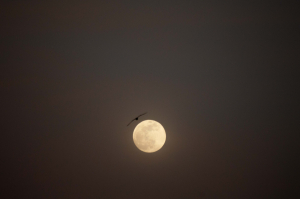 La Foto del Giorno (25 mar.)