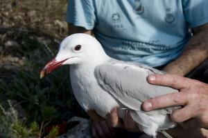 Bio-AT – Biodiversità e ricerca scientifica nell’Arcipelago Toscano
