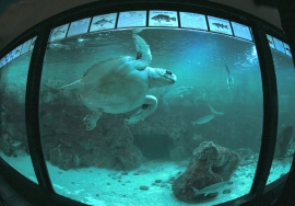 S.O.S. Acquario dell&#039;Elba