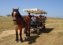 A Sciambere:  Cavalli e bischerate a passeggio per Pianosa 