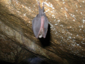 La leggenda santilariese della Grotta delle Streghe