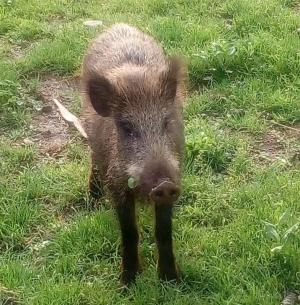 L’Ente Parco denuncia atti di sabotaggio alle trappole di cattura degli ungulati
