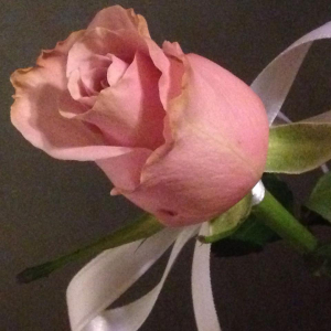 Ricordo di Maria Rosa Picchi