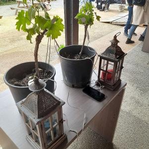 Gli “Agronauti” del Cerboni coltivano il futuro dell’agricoltura elbana