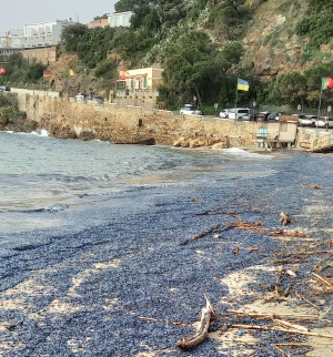 Una massa di velelle approda anche a Porto Azzurro