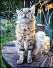 La Foto del Giorno (10 sett.)