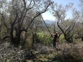 Olivicoltura - 100mila iscritti al gruppo “Potatori di Olivi”