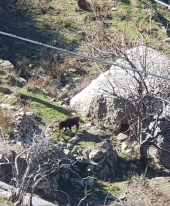 Cinghiali e mufloni  una intera isola sotto assedio