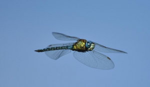 La Libellula con gli occhi blu