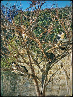 Fotonotizia:  L&#039;albero dei gatti