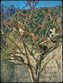 Fotonotizia:  L&#039;albero dei gatti
