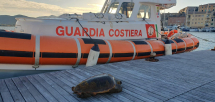Recuperata dalla Guardia Costiera una tartaruga marina in difficoltà