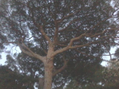 Nonno Pino e gli altri "nonni" arborei: le competenze dei Comuni sugli Alberi Monumentali