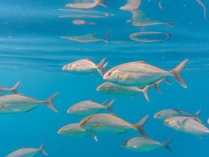 Giglio: si può chiudere un porto ad uso esclusivo di una gara di pesca?