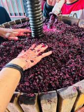 Agronauti: un vino mitico