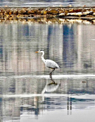 La Foto del Giorno (26 mag.)